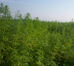 Industrial Hemp production in France